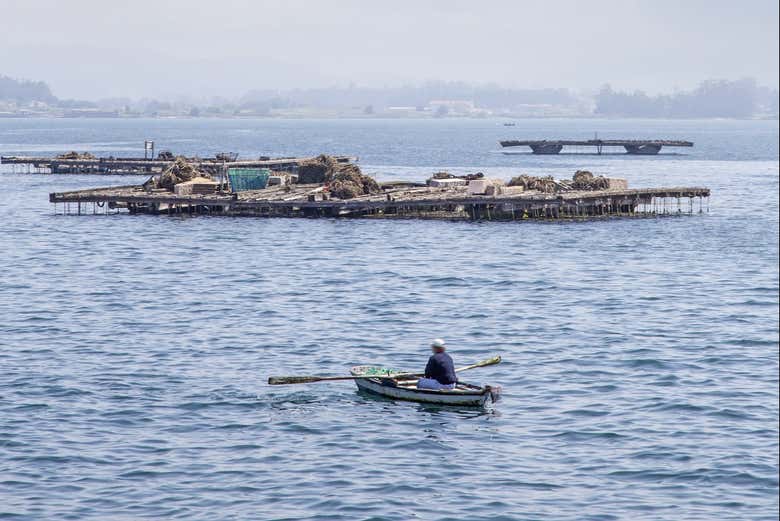 Cultivo de mejillones en bateas en la ría de Pontevedra