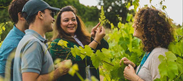 Visita a la bodega Mas Bertran