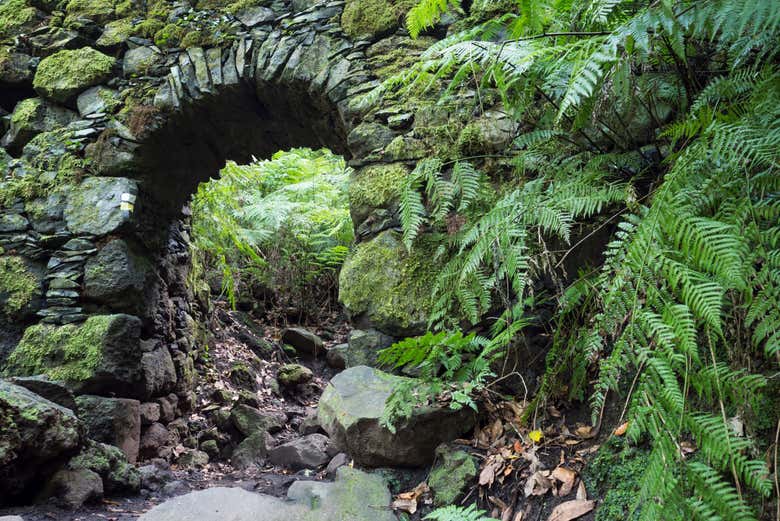 Ancien aqueduc dans la forêt enchantée