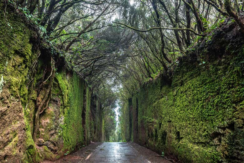 Découvrez le parc rural d'Anaga
