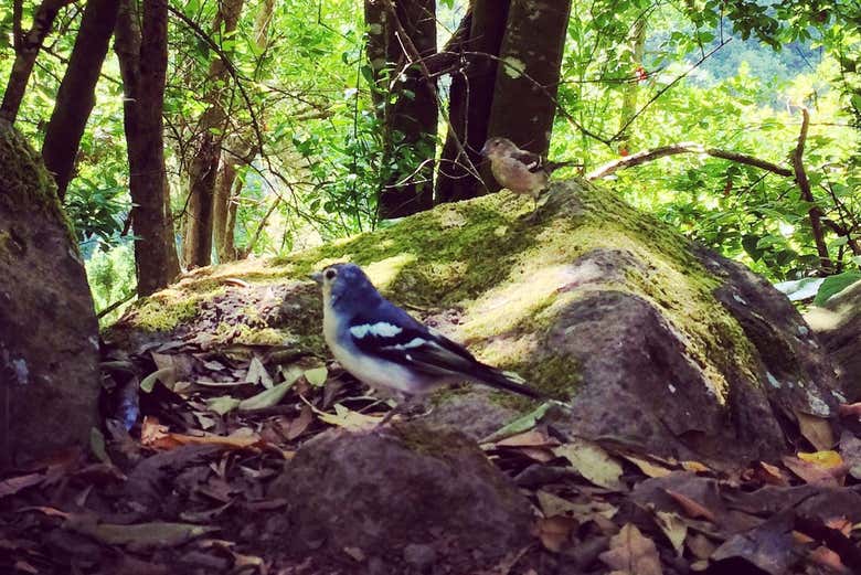 Trilha pelo Bosque Encantado saindo de Puntallana, Santa Cruz de La Palma
