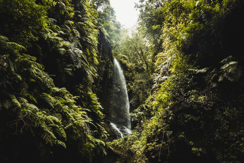 Admirez les cascades de la forêt de los Tilos