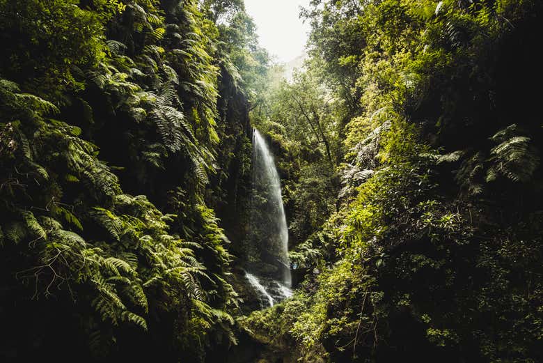 Admirando las cascadas del bosque de los Tilos