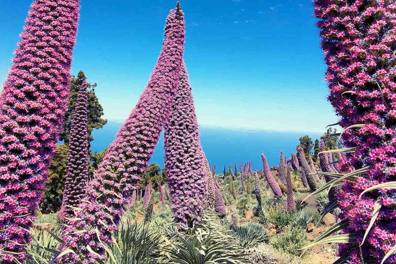 Contemplando a flora local