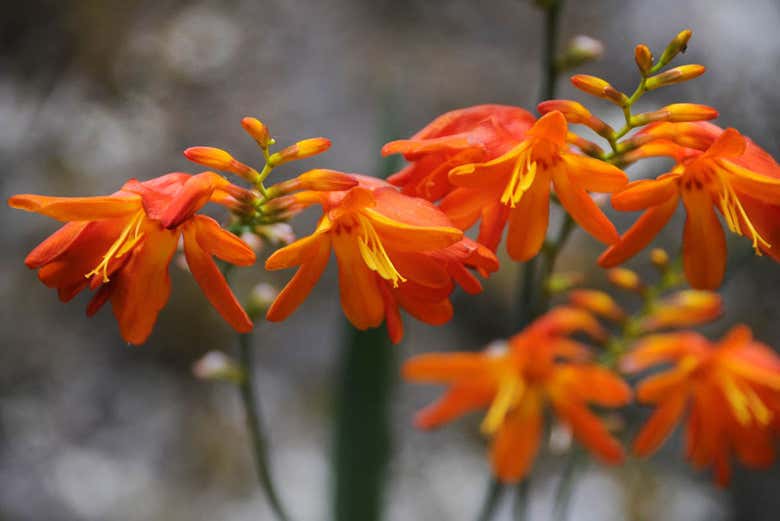 Fleurs de la forêt enchantée