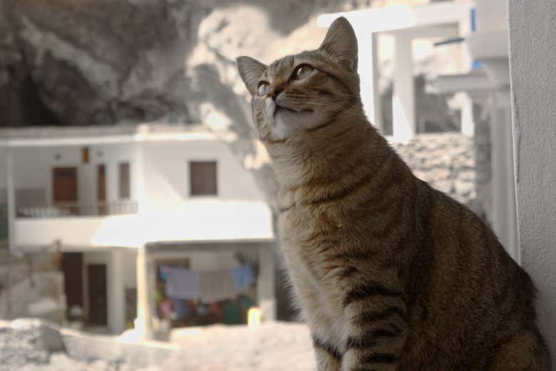 Chat dans le village d'El Porís de Candelaria