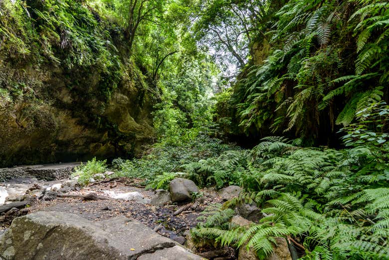 Bosque de Los Tilos