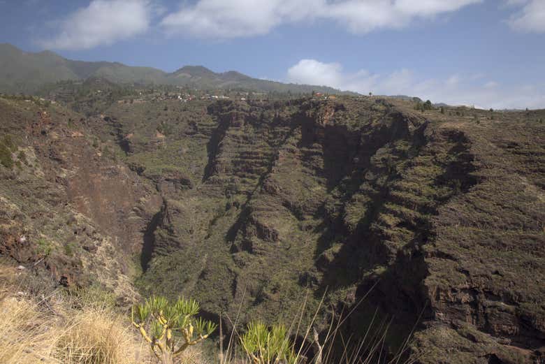 Contemplez le paysage de palmiers