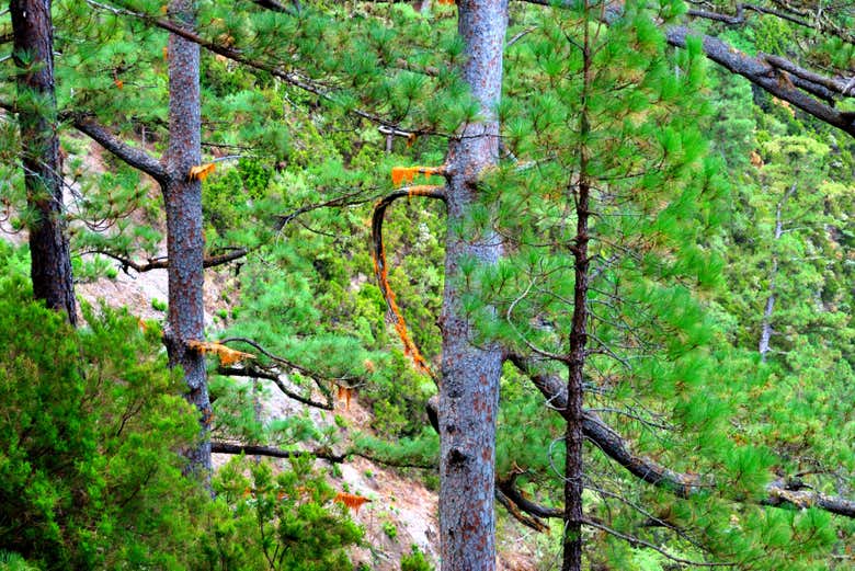 Contemplando la vegetación local