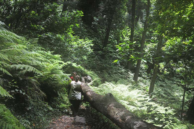 Percorso di trekking nel Bosque Encantado