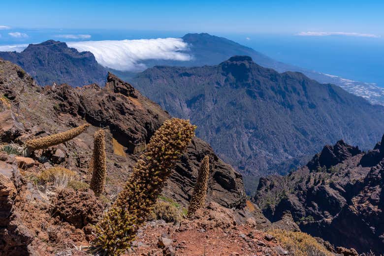 Végétation du parc national de la Caldera de Taburiente