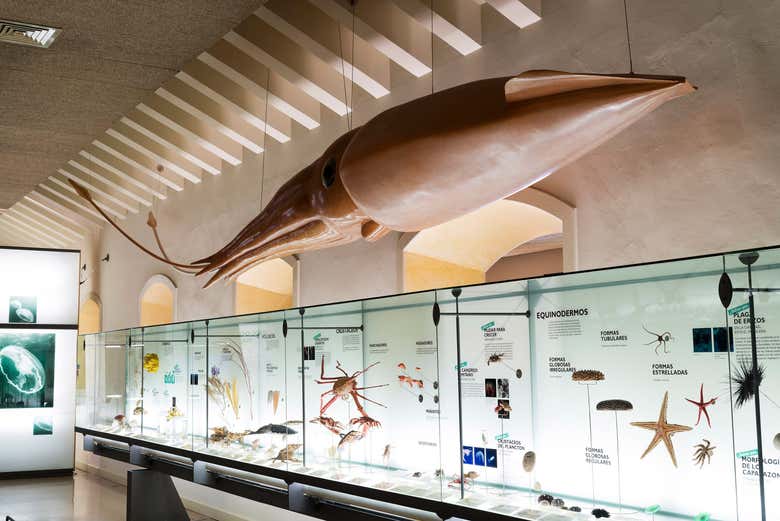Animali acquatici del MUNA