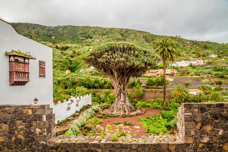 Dragon tree in Icod de los Vinos