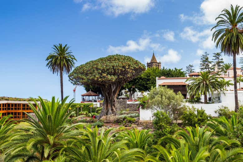 1000-year-old dragon tree