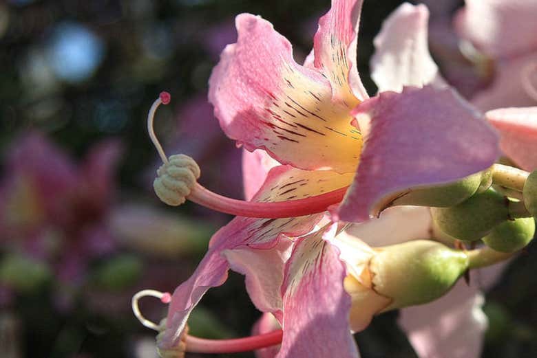 La végétation tropicale du Palmetum