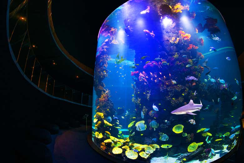 Biodiversidad del acuario