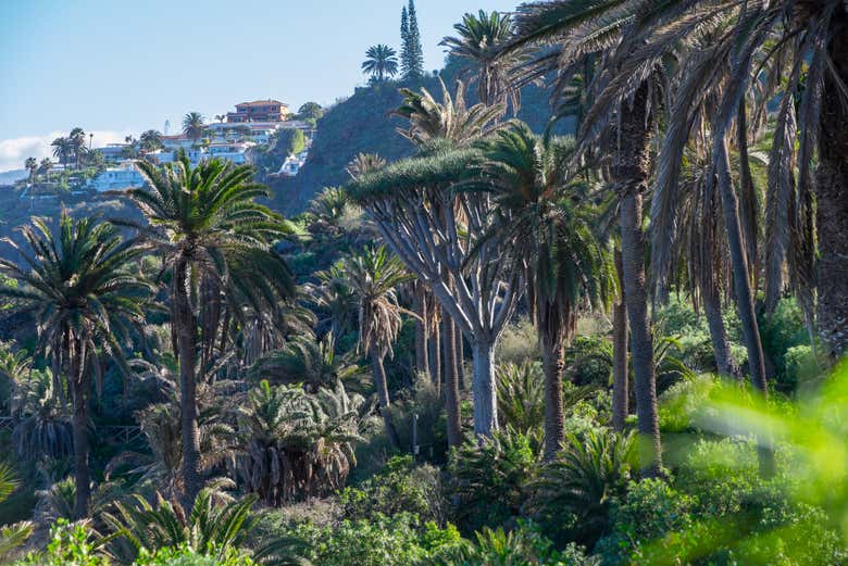 Palmeras y dragos en el norte de Tenerife