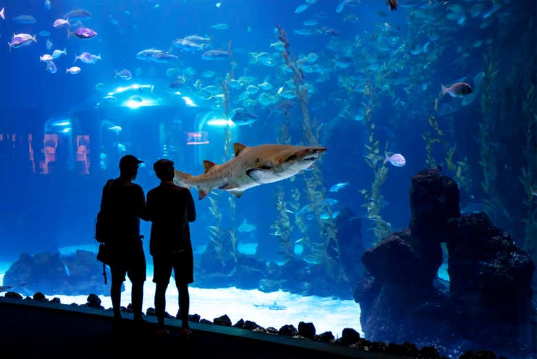 Una pareja contemplando uno de los estanques del acuario