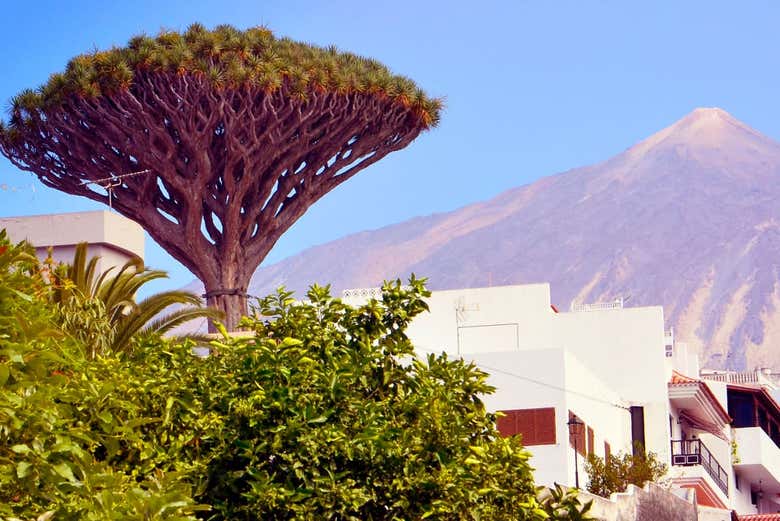 L'albero del drago di Icod de los Vinos