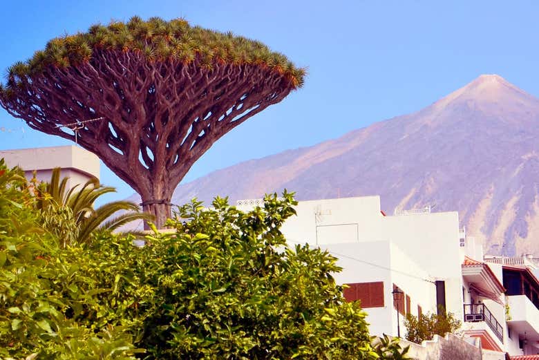 Dragon tree at Icod de los Vinos