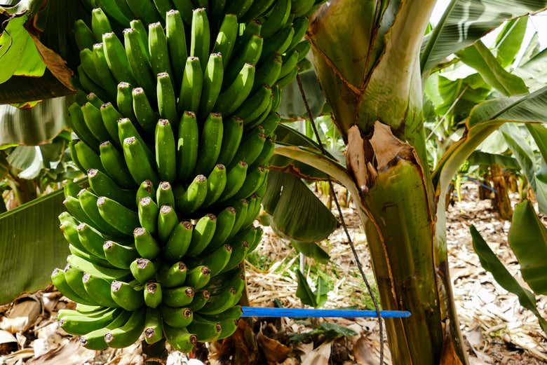 Un banano di Tenerife