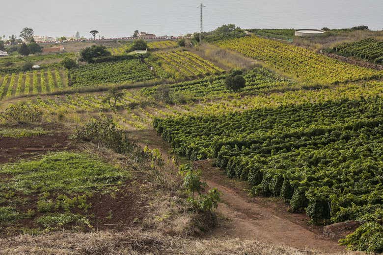 Vigneti del nord di Tenerife