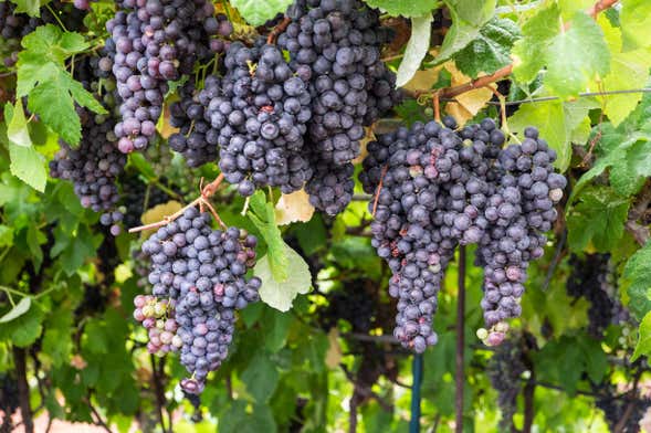 Tour de vino + La Orotava y Puerto de la Cruz