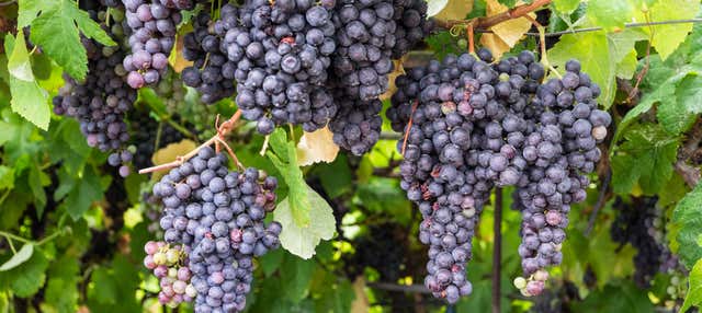 Visite d'un vignoble + La Orotava et Puerto de la Cruz