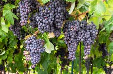 Tour de vino + La Orotava y Puerto de la Cruz