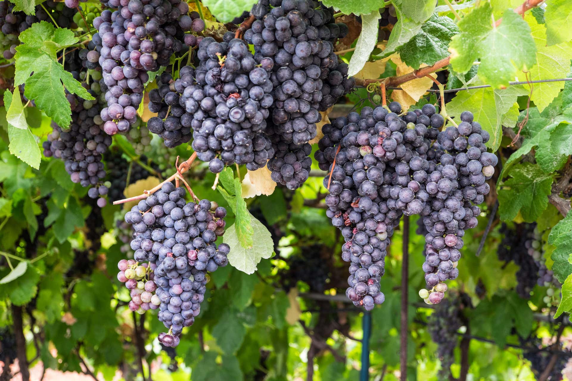 Tour de vinho + La Orotava e Puerto de la Cruz