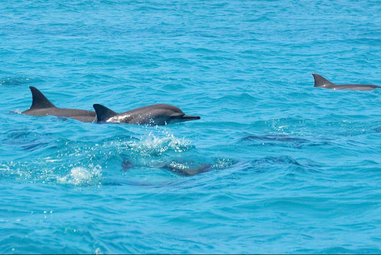Partez à la découverte des dauphins