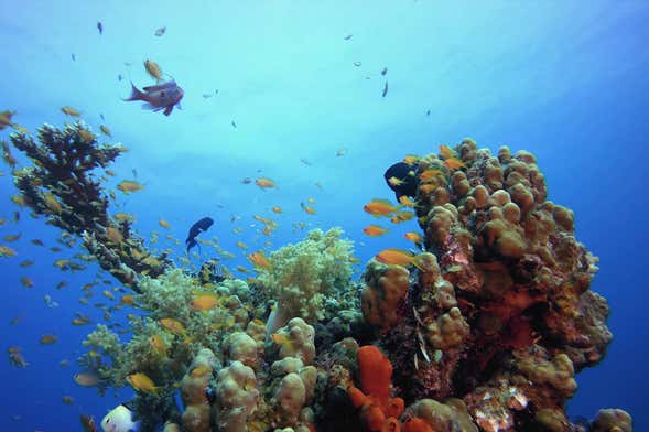 Excursion en bateau à Tabarca + Snorkeling