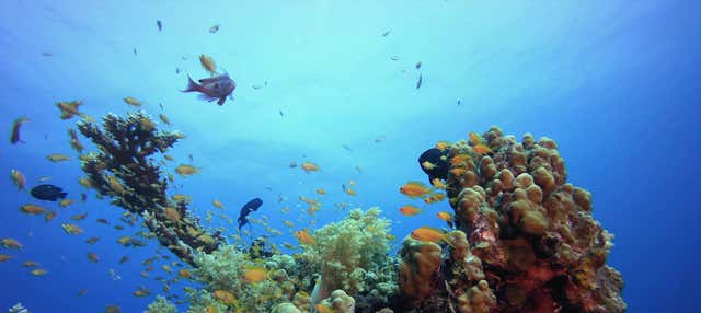 Excursión a Tabarca en barco + Snorkel