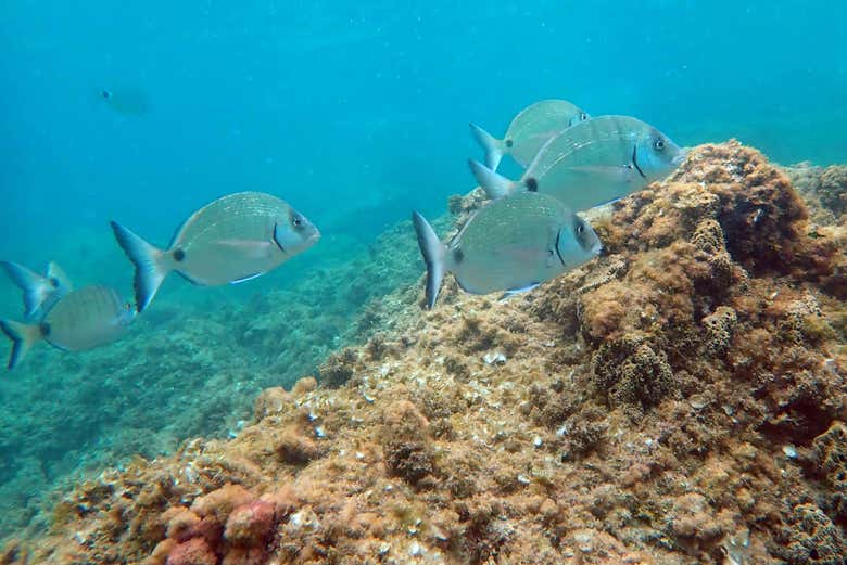 Fonds marins de l'île Tabarca