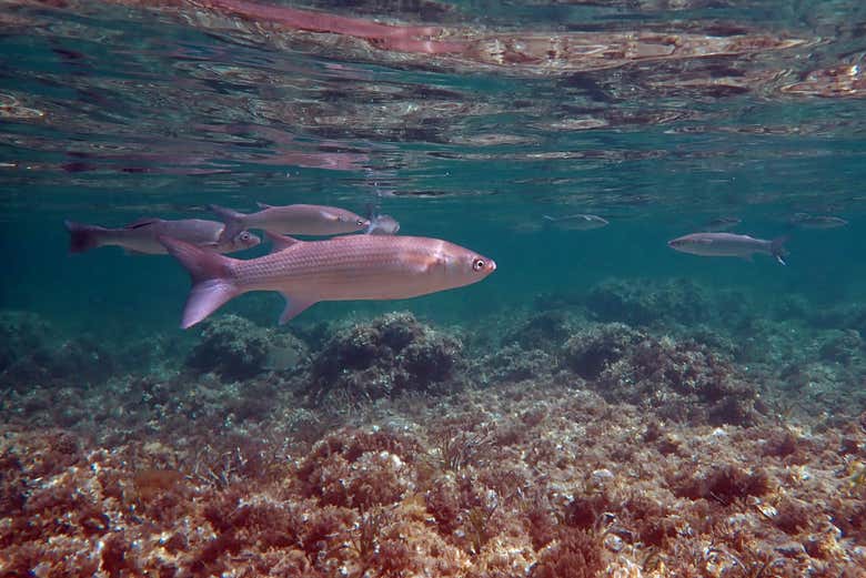 Local marine fauna