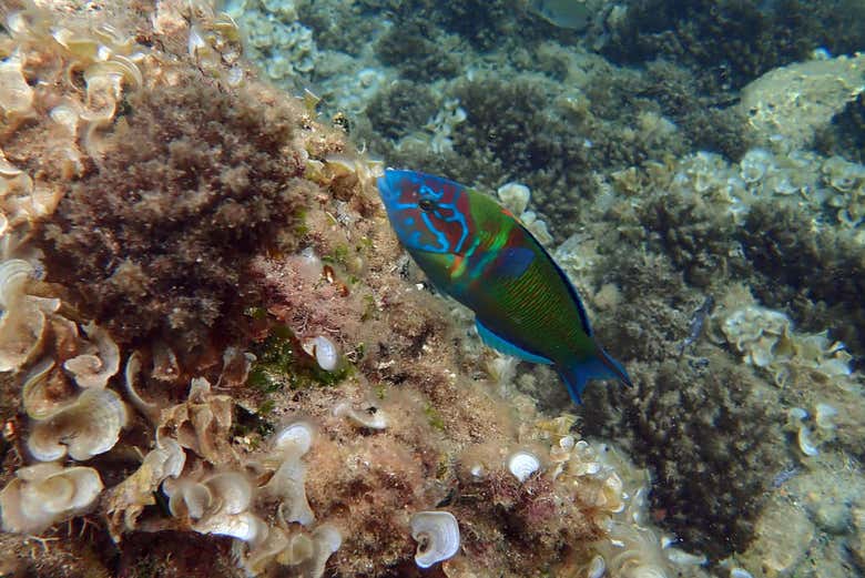 Fish swimming in the waters of Tabarca