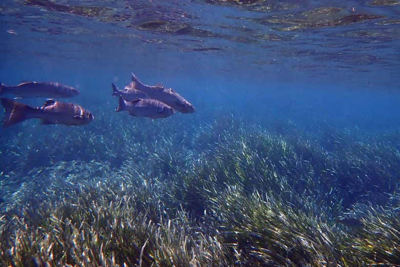 Fauna marina de la isla de Tabarca