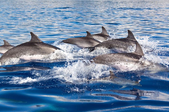 Avistamiento de delfines en el sur de Mallorca