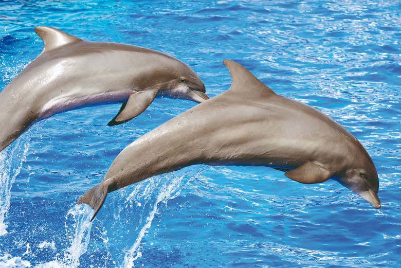 Dauphins dans leur habitat naturel