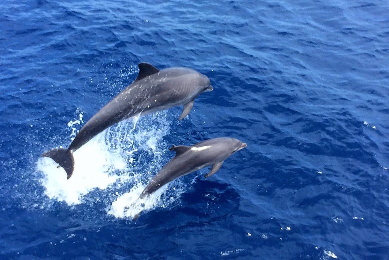 Avistamiento de delfines en Mallorca