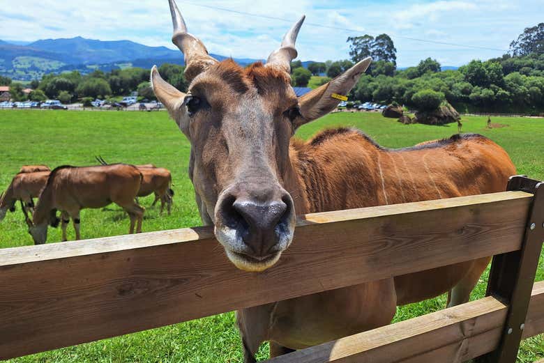 Podréis acercaros a los animales