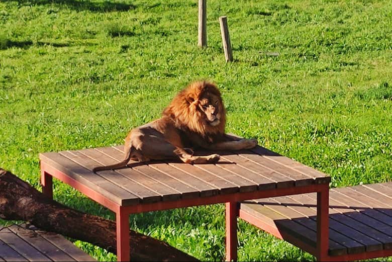 León de Cabárceno