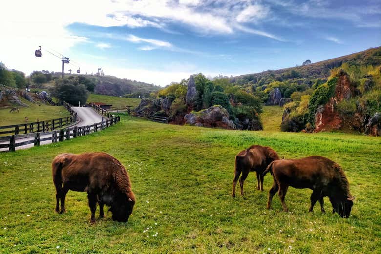Bisontes de Cabácerno
