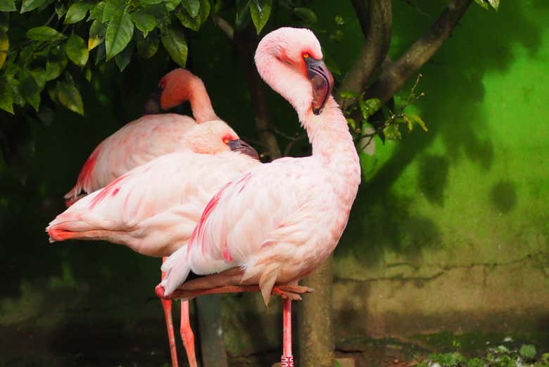 Flamencos en el zoo