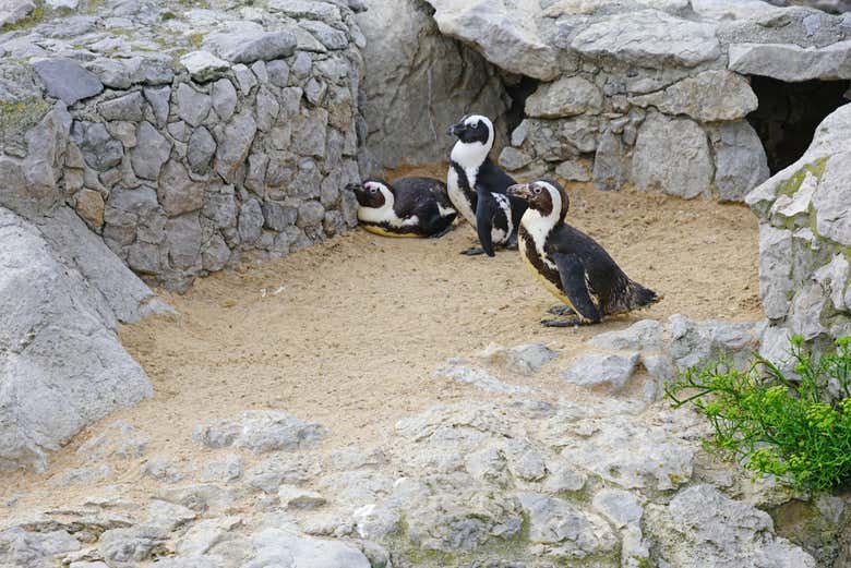 Minizoo de Santander