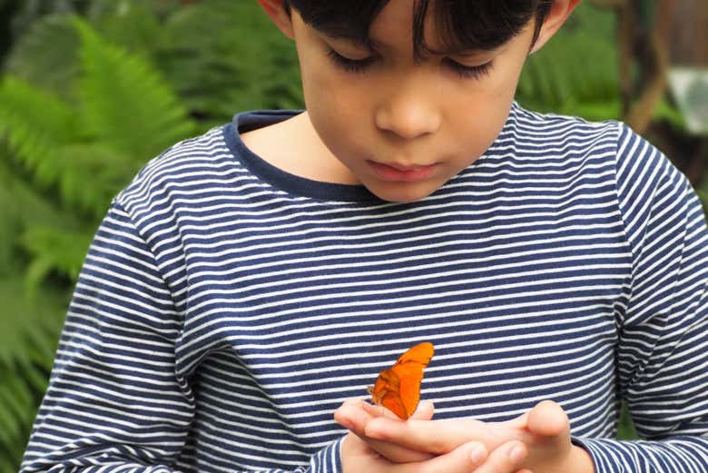 Un niño con una mariposa
