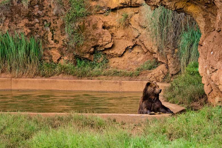 Osos en Cabárceno