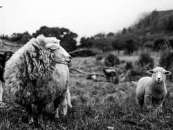 Pastando en los campos de Santander