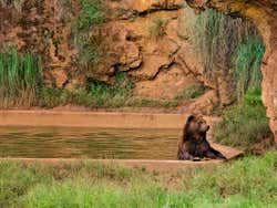 Oso en Cabárceno