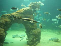 Peces del Cantábrico